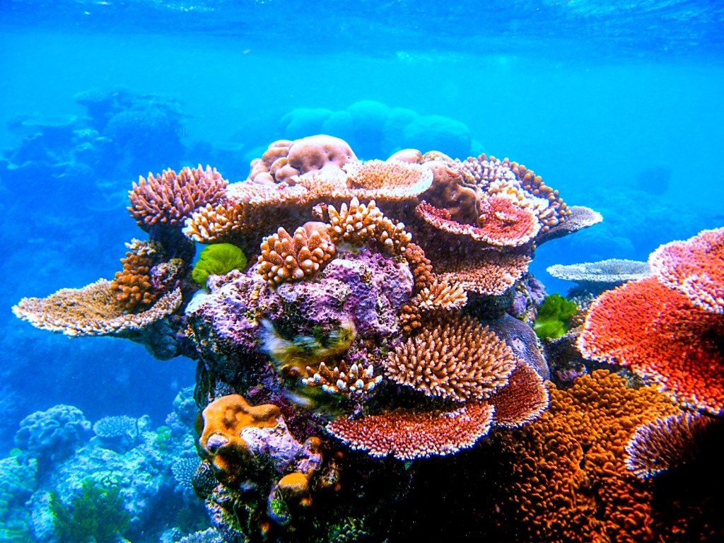 Coral Vulnerability: The Threat of Rising&nbsp;Temperatures